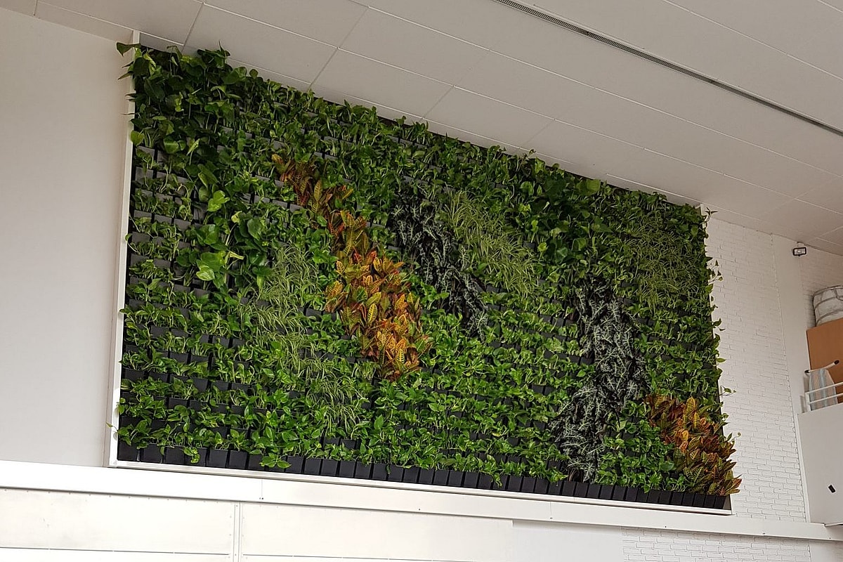 20190802_111739 Plantevæg