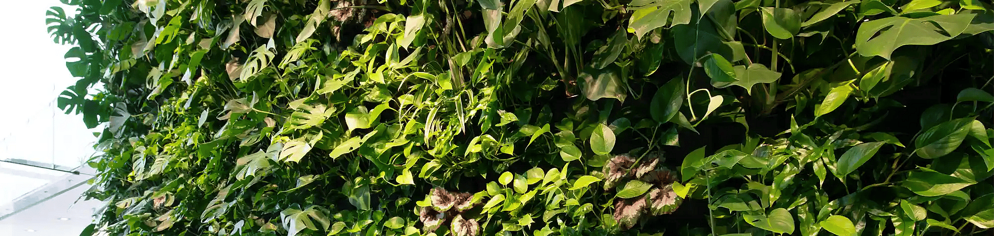 Grønne planter, plantevæg,
