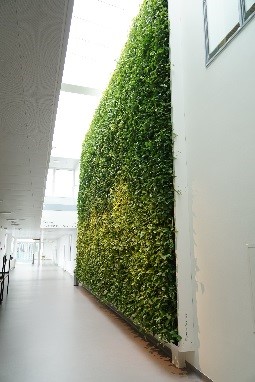 Plantevæg hos Aabenraa hospital Lang hvid gangmed planter på højre væg