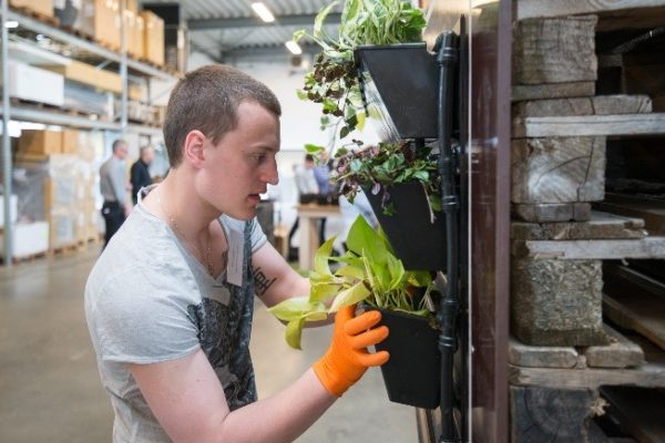 Isætning af plantepotter Training Day Ung mand sætter en plantepotte fast på en væg