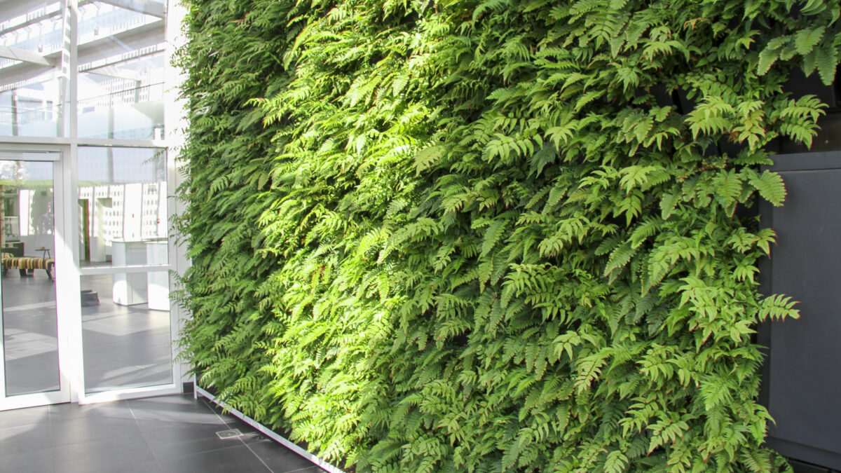 Væg med bregner hos Green Solution House Bregner tilplantet på væg med glasparti til venstre