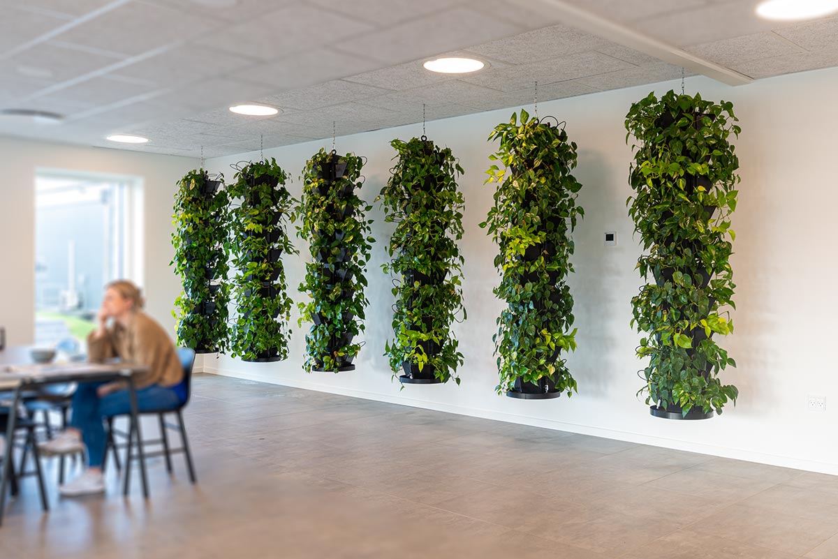 plantesøjler plantesøjler, kantine, medarbejdere,