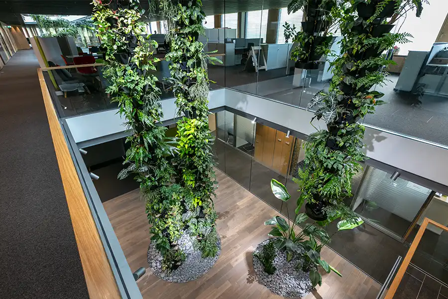 Grønne plantesøjler Hængende grønne plantesøjler, Kontormiljø,