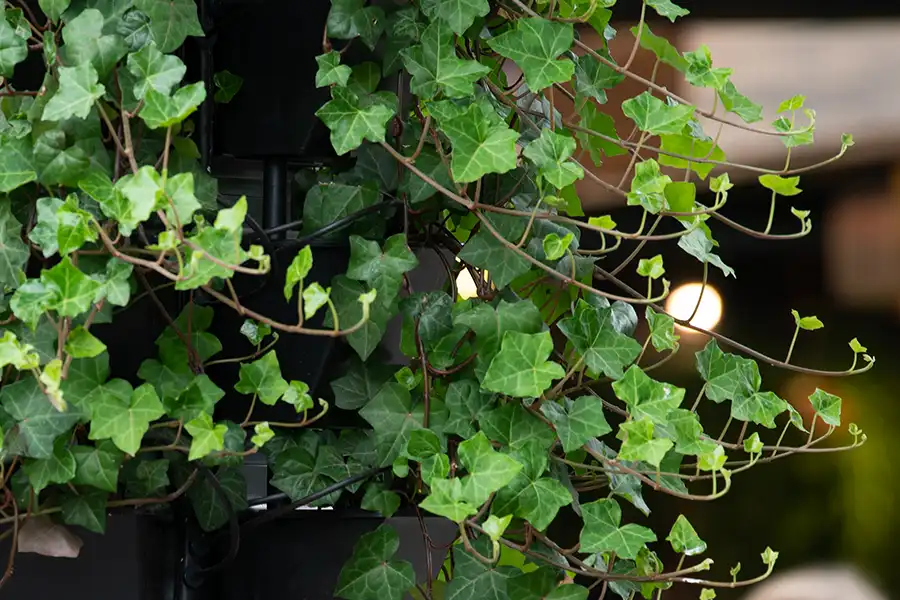 Hedera i plantesøjle Hedera, Efeu,