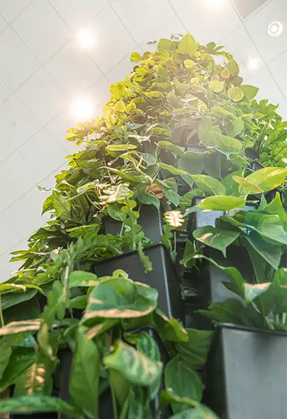 Planter i plantesøjle Grønne planter i plantesøjle,