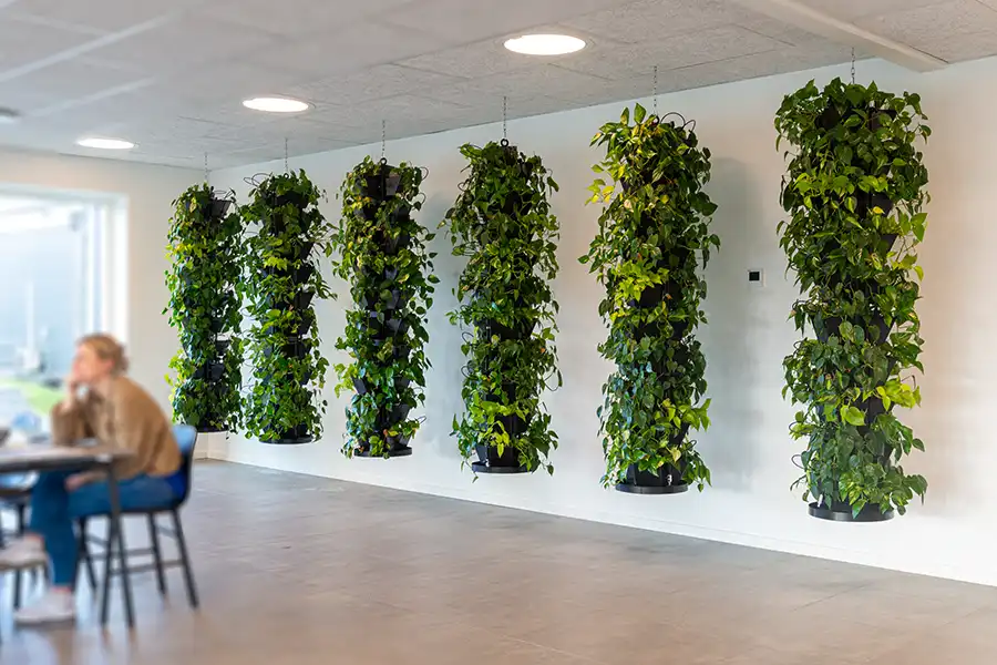 Plantesøjler kantine 5 hængende plantesøjler i kantine,