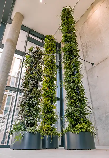 Stående grønne plantesøjler Høje plantesøjler, grønne søjler i potter,