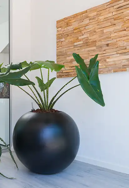 Teakwall Teakwall, sort krukker, grøn plante,
